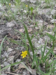 Gagea granulosa