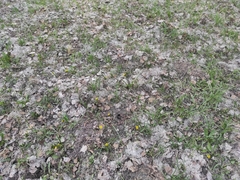 Gagea granulosa