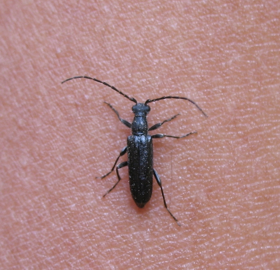 Meloemorpha