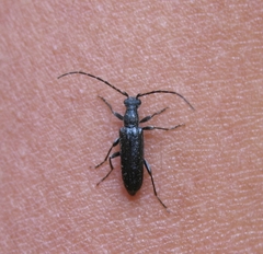 Meloemorpha aliena