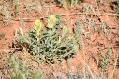 Castilleja citrina