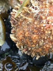 Boltenia villosa