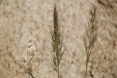 Muhlenbergia microsperma