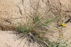 Muhlenbergia microsperma