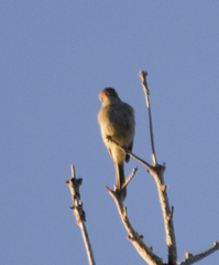 Myiarchus cinerascens