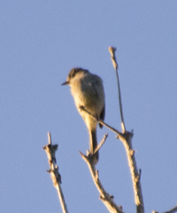 Myiarchus cinerascens