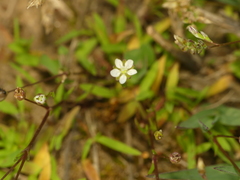 Sagina decumbens