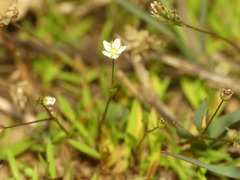 Sagina decumbens