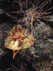 Calochortus tiburonensis