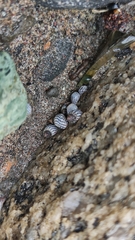 Echinolittorina aspera