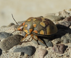 Pachycoris torridus