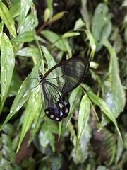 Pseudohaetera hypaesia