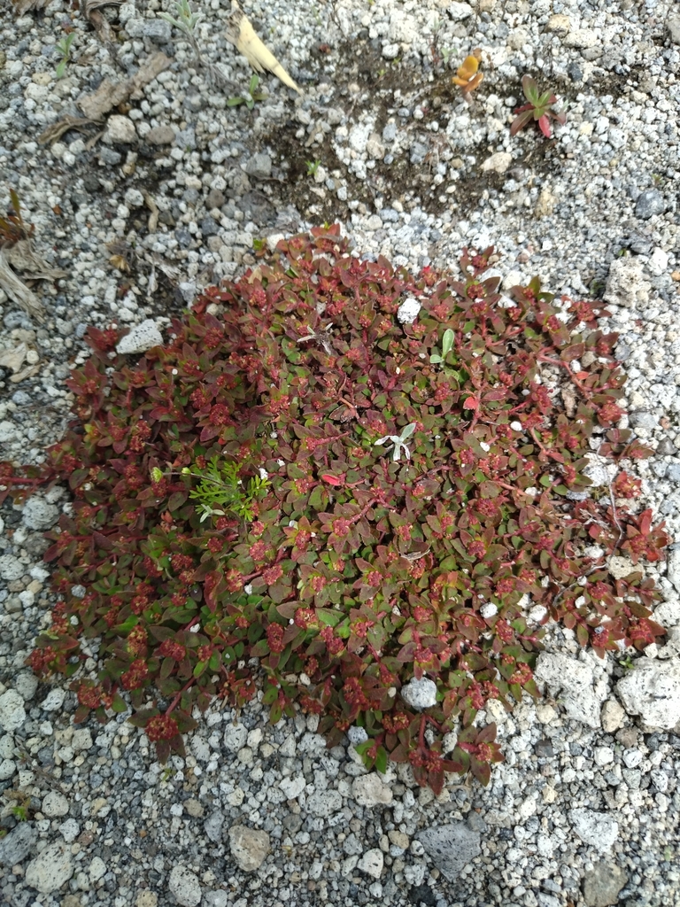 Florida Hammock Sandmat from Calacali, Ecuador on April 29, 2022 at 11