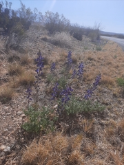 Lupinus havardii