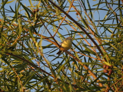 Serpophaga griseicapilla