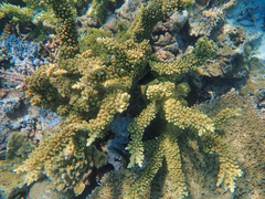 Acropora florida
