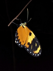 Mechanitis lysimnia macrinus