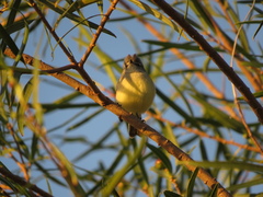 Serpophaga griseicapilla