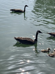 Branta canadensis