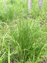 Carex prairea