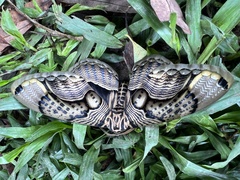 Brahmaea wallichii insulata