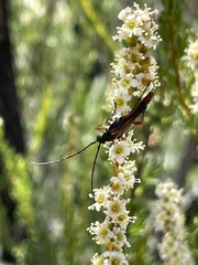 Neobellamira delicata
