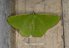 Ornithospila avicularia