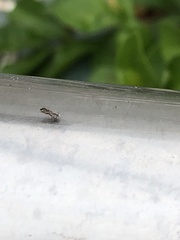Diaphorina
