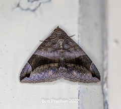 Bastilla amygdalis