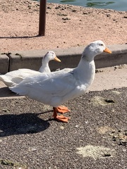 Anas platyrhynchos domesticus