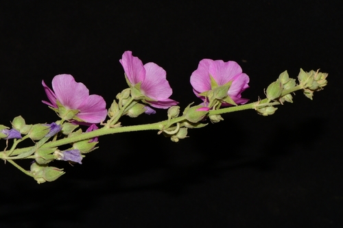 narrowleaf globemallow