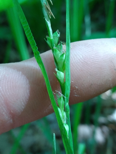 Bryson's Sedge (Carex brysonii)