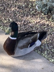 Anas platyrhynchos domesticus