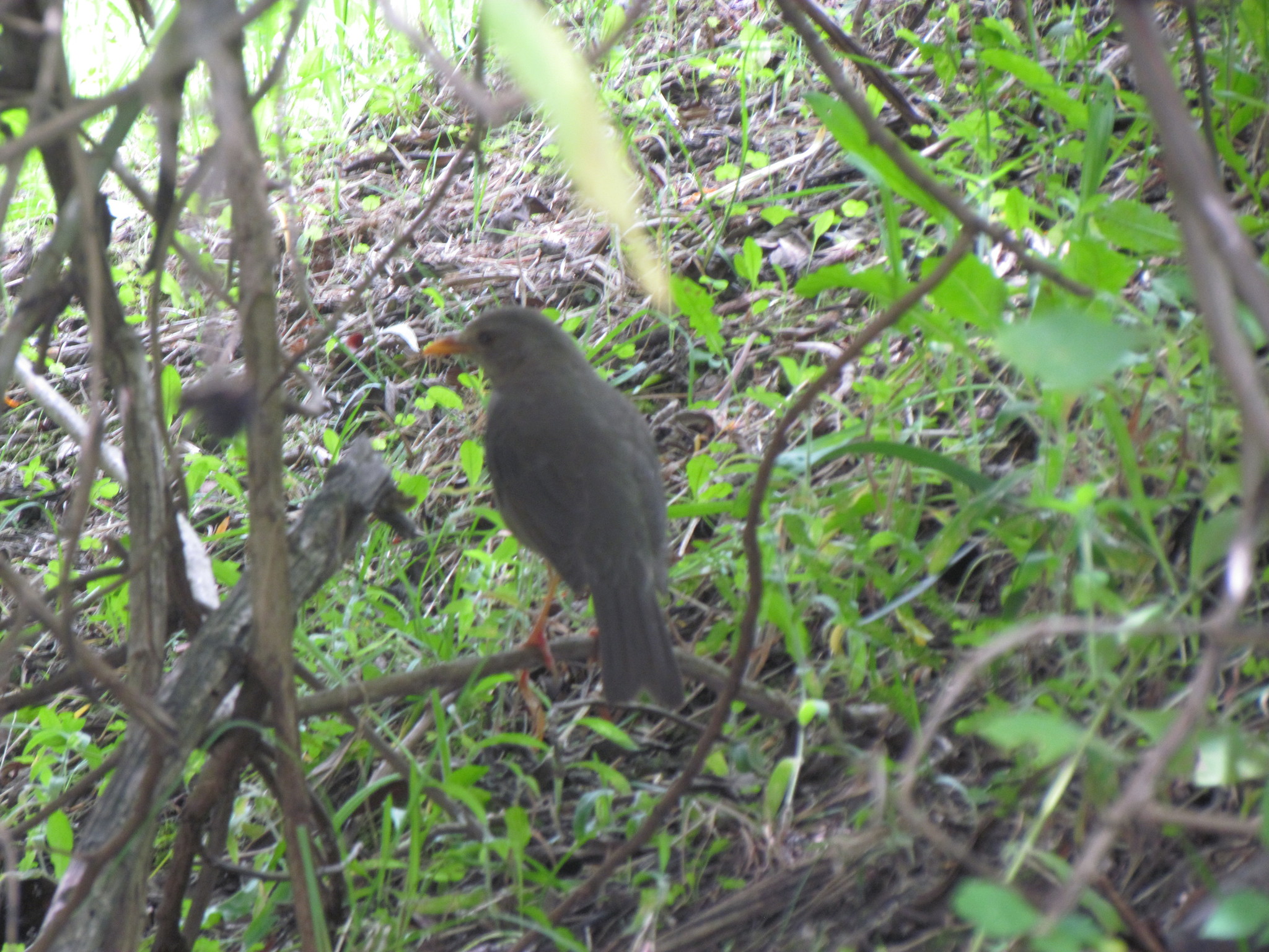Turdus chiguanco image
