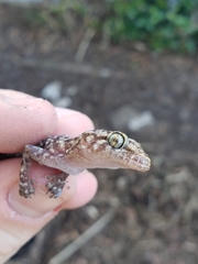 Hemidactylus turcicus