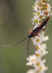 Neobellamira delicata