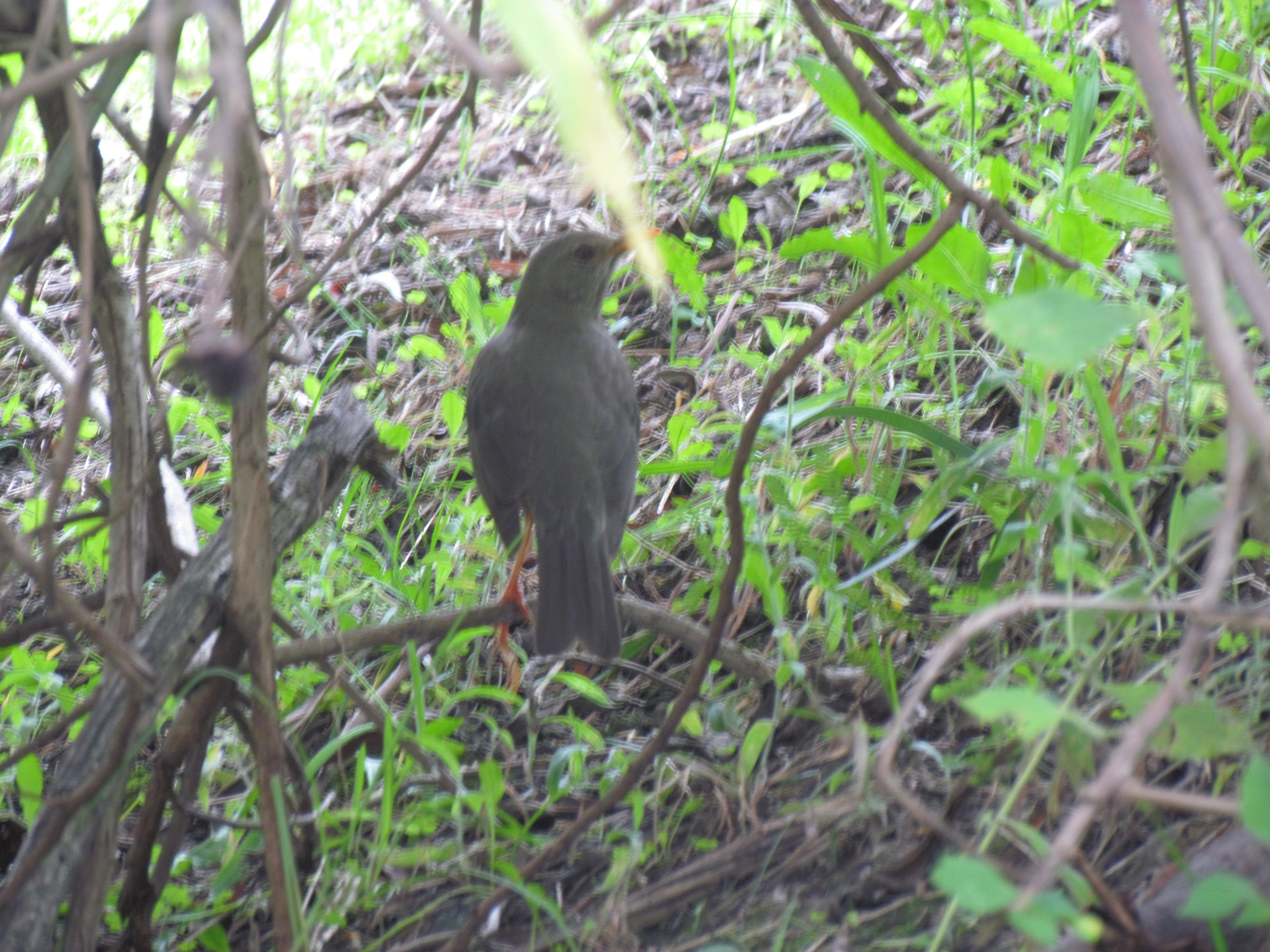 Turdus chiguanco image