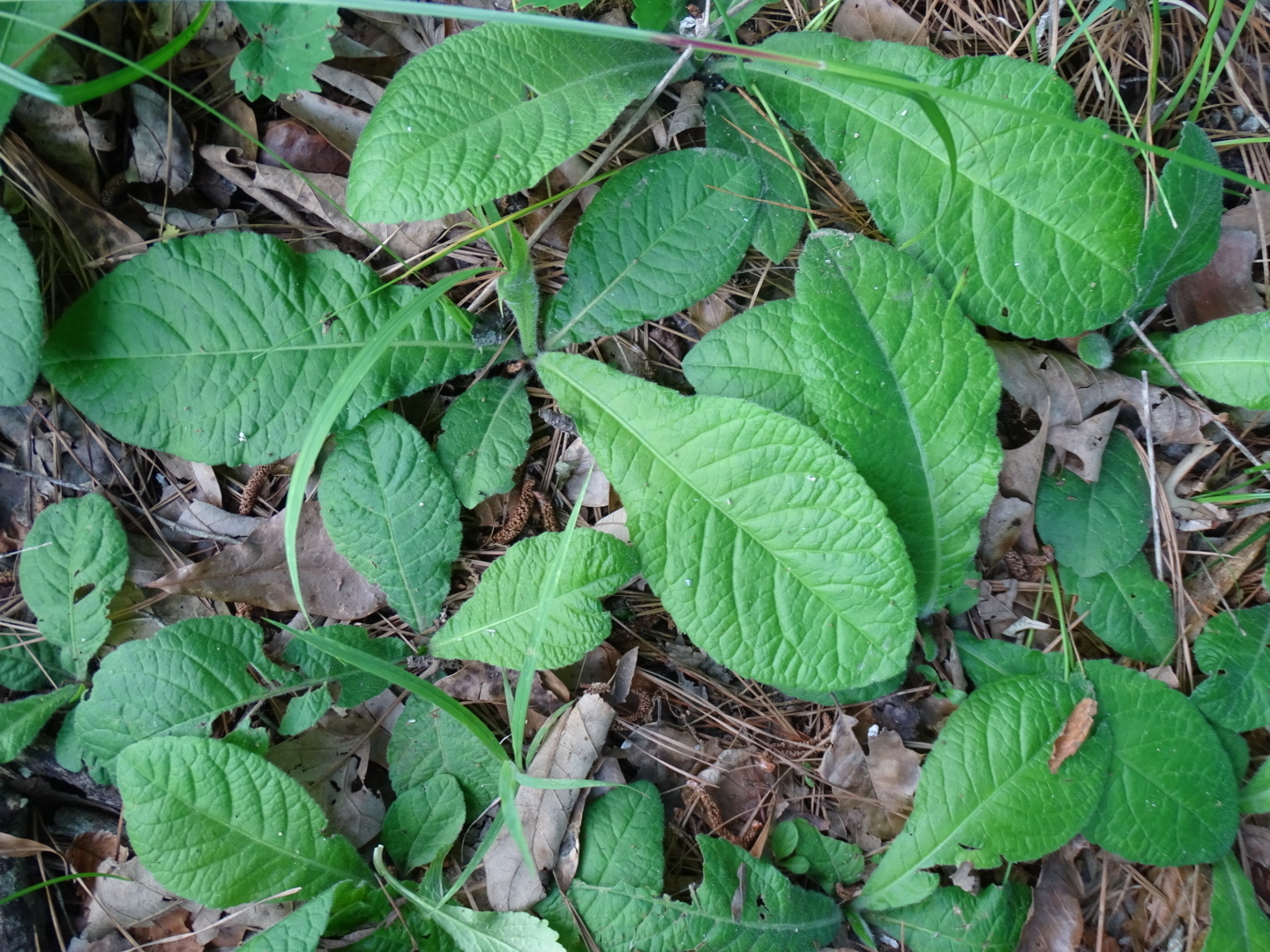 Elephantopus tomentosus L.
