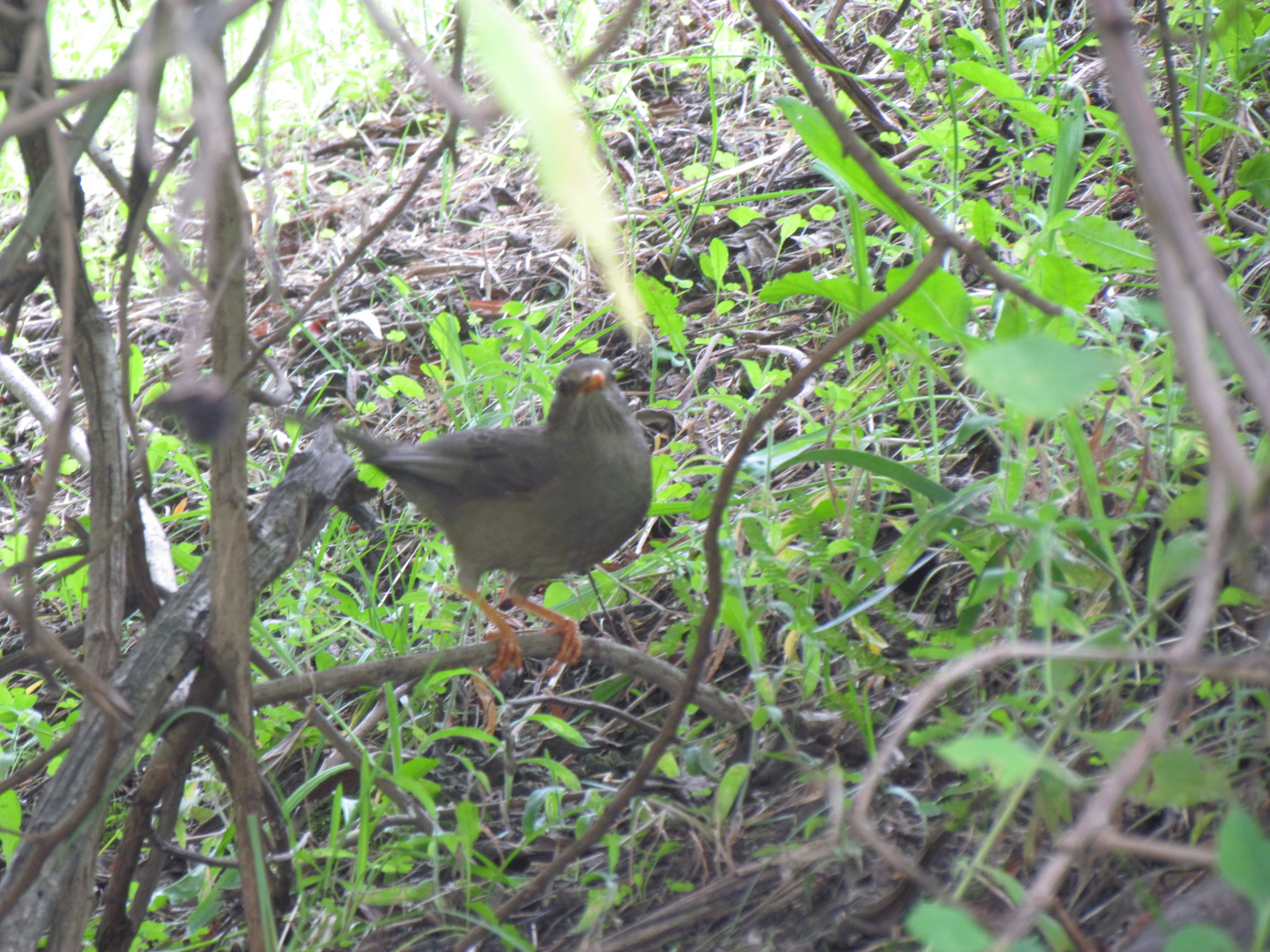 Turdus chiguanco image