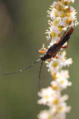 Neobellamira delicata