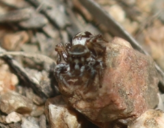 Habronattus formosus