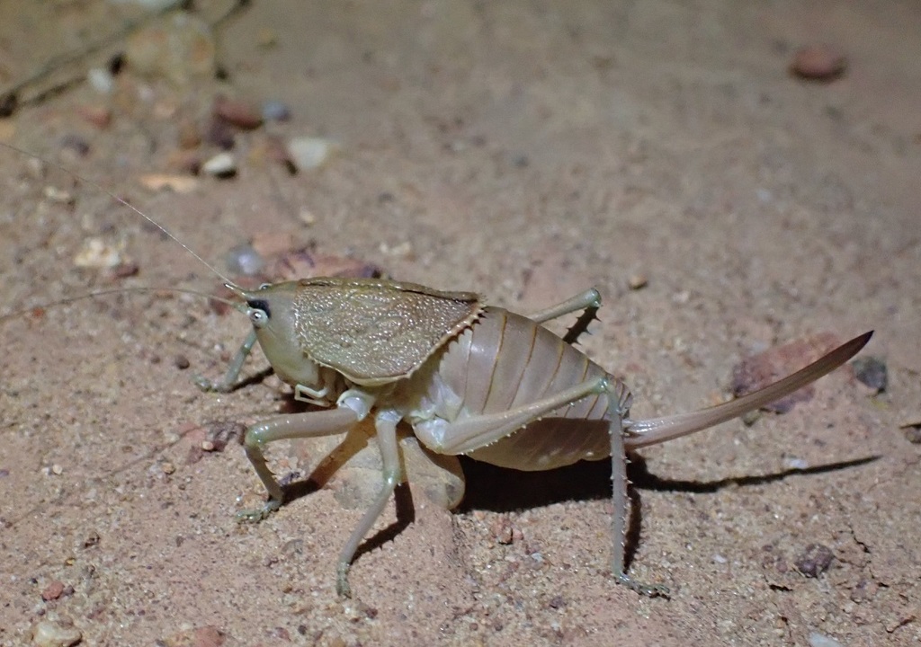 Armadillagraecia mataranka