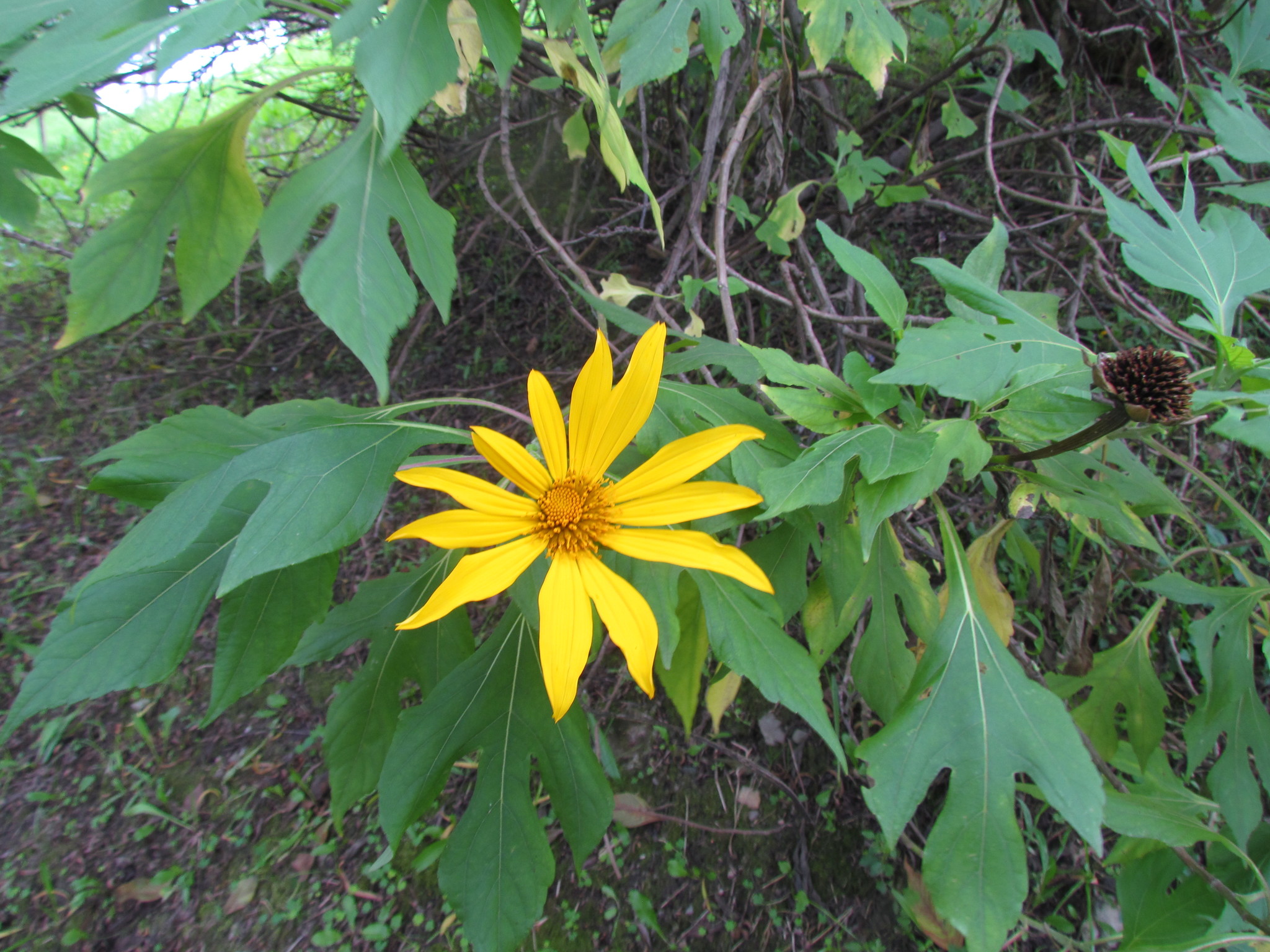 Tithonia diversifolia image