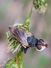 Myopa vesiculosa