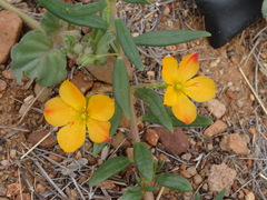 Talinum aurantiacum