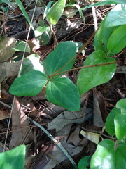Trillium gracile