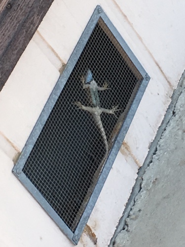 iNaturalist observation photo of Desert Spiny Lizard