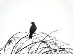 Turdus grayi