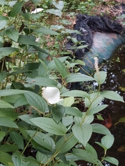 Saururus chinensis