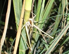 Antipodectes bituberculatus